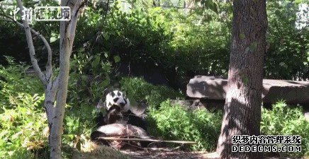 返乡、备孕、续约......旅居海外的国宝们最近有点忙
