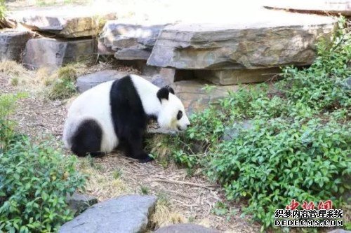 返乡、备孕、续约......旅居海外的国宝们最近有点忙
