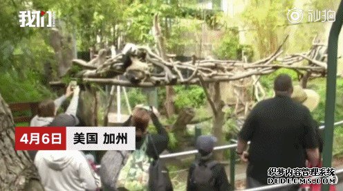 返乡、备孕、续约......旅居海外的国宝们最近有点忙