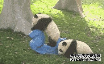 返乡、备孕、续约……旅居海外的国宝们最近有