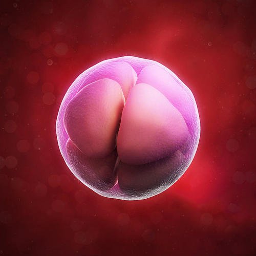 胚胎培育.jpg